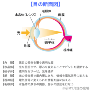目の断面図を表したイラスト。光が角膜・水晶体（レンズ）・硝子体を通り、網膜に達し、視神経に伝わる様を表している。